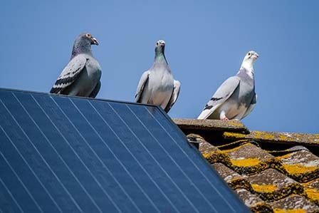 4-Ways-to-Keep-Pigeons-from-Nesting-Under-Your-Solar-Panels